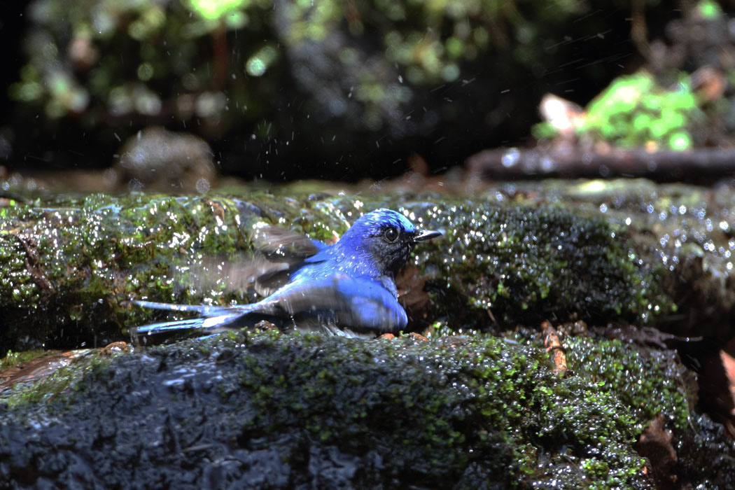 キビタキが来た水場にはオオルリも何度か姿を見せてくれました これからは、夏鳥で賑やかになりそうです 